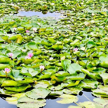 Lejlighedshotel Gyoengy Zalakaros