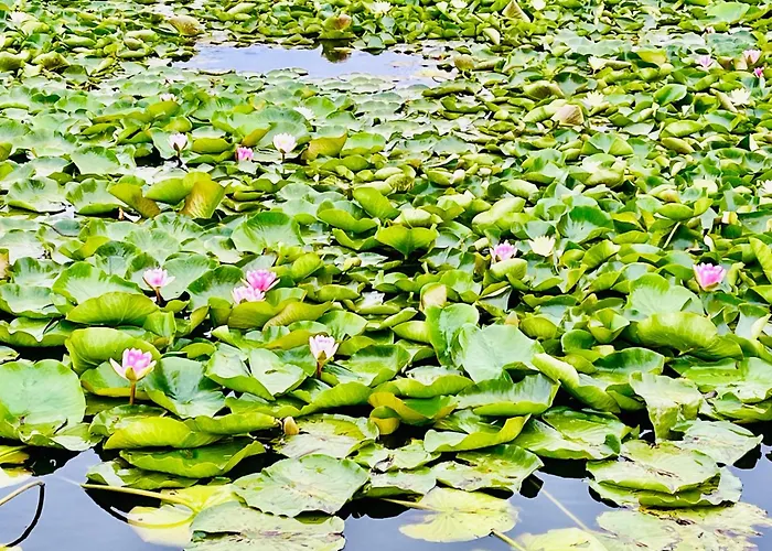 Apart Otel Gyoengy Zalakaros